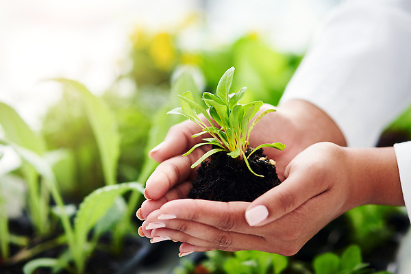 포토 JPG 해외이미지 손 들기 근접촬영 신체부위 새싹 자연보호 희망 흙 성장 손모으기 해외202309 해외포토 식물 감정 뷰포인트 모션 자연 사람 손짓 보호 파일형식