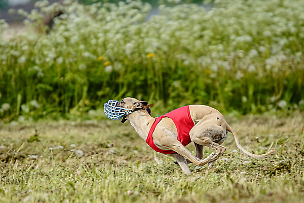 포토 JPG 해외이미지 동물 공원 행복 스포츠 셔츠 밭 포유류 모션 자연 놀이 건강 사람없음 야외 초록색 달리기 햇빛 뷰티 우주 정원 맑음 점프 검은색 경쟁 에너지 레이싱 잡기 개 유혹 강의 테리어 속도 호기심 사냥 사냥개 섬광 순간 순혈 해외202309 해외포토 공공시설 감정 컬러 컨셉 상의 농업 날씨 시합 태양 생태계 파일형식