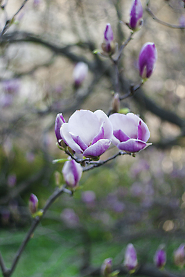 포토 JPG 해외이미지 나무 식물 계절 공원 꽃잎 꽃 분홍색 백그라운드 꽃무늬 자연 하늘 사람없음 야외 빨간색 파란색 햇빛 뷰티 머리 정원 맑음 보라색 봄 성장 벚꽃 흰색 나뭇가지 신선 개화 그룹 큼 순수 묘사 부드러움 목련 내추럴 취급주의 해외202309 해외포토 공공시설 컬러 컨셉 무늬 날씨 경고 신체부위 태양 감각 크기 생태계 파일형식