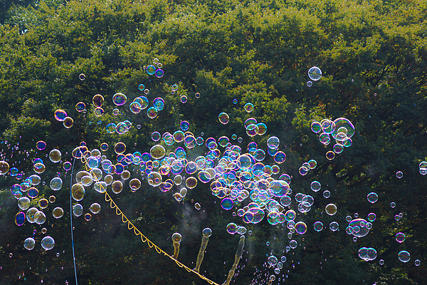 포토 JPG 해외이미지 공원 자연 사람없음 목재 컬러풀 숲 비누 해외202309 해외포토 나무 공공시설 컬러 재료 위생용품 생태계 파일형식