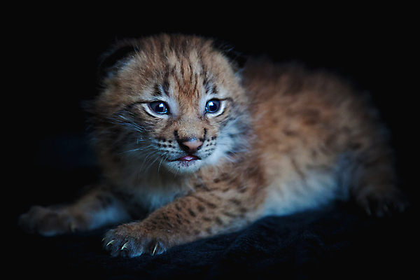 포토 JPG 해외이미지 동물 1 시선 행복 야생동물 새끼 백그라운드 장난 포유류 모션 자연 수염 털 실내 사람없음 뷰티 검은색 고양이 흰색 표현 아기 점 황금 달콤 작음 큼 모피 호기심 사냥 육식동물 경보 발톱 웅장함 스라소니 접근 해외202309 해외포토 감정 컬러 컨셉 발 사람 내부 반려동물 맛 크기 생태계 파일형식