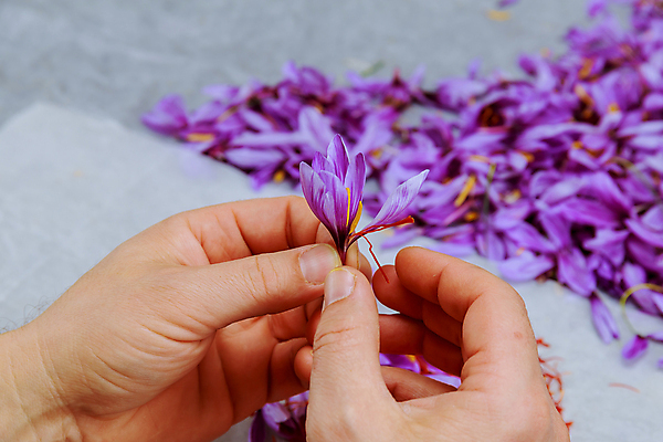 포토 JPG 해외이미지 식물 전통 계절 꽃 음식 백그라운드 꽃무늬 농업 재료 건조 건강 요리 사람없음 쌓기 보라색 수확 벚꽃 가을 신선 양념 조미료 실 허브 향신료 유기농 향 꽃수술 사프란 이국적 해외202309 해외포토 웰빙 산업 컬러 무늬 모션 향미료 파일형식