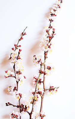 포토 JPG 해외이미지 나무 식물 디자인 계절 꽃잎 꽃 분홍색 백그라운드 잎 꽃무늬 자연 벽지 새로움 사람없음 장식 초록색 여름 뷰티 우주 봄 낭만 벚꽃 흰색 나뭇가지 신선 개화 체리 닫기 사과 4월 질감 부드러움 내추럴 고립 꽃수술 엘리먼트 해외202309 해외포토 컬러 컨셉 무늬 과일 모션 감각 날짜 생태계 파일형식