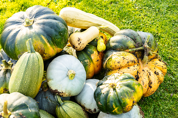 포토 JPG 해외이미지 계절 음식 겨울 농업 오렌지 호박 종류 사람없음 장식 빨간색 초록색 파란색 컬러풀 농장 노란색 축제 할로윈 수확 껍질 흰색 볏짚 11월 박 추수감사절 스쿼시 10월 땅바닥 해외202309 해외포토 산업 기독교 스포츠 컬러 채소 과일 바닥 구기 날짜 짚 파일형식