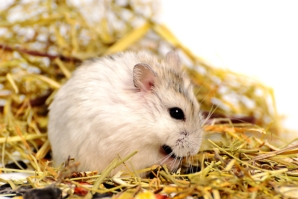 포토 JPG 해외이미지 음식 백그라운드 털 옥수수 사람없음 반려동물 견과류 흰색 볏짚 설치류 먹기 땅콩 솜털 개암나무 해외202309 해외포토 나무 동물 컬러 모션 곡류 짚 파일형식