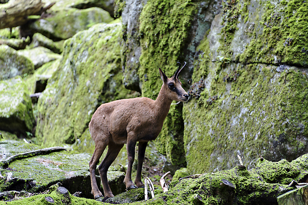 포토 JPG 해외이미지 동물 공원 야생동물 포유류 자연 염소 산 뿔 사람없음 야외 자유 황무지 스페인 보호 큼 트로피 사냥 내추럴 스페인어 해외202309 해외포토 공공시설 유럽 컨셉 크기 상_우승 생태계 파일형식