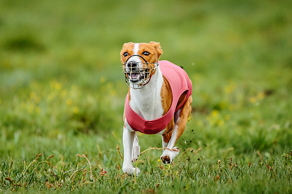 포토 JPG 해외이미지 동물 공원 행복 스포츠 셔츠 밭 포유류 모션 자연 놀이 건강 사람없음 야외 초록색 달리기 햇빛 뷰티 우주 정원 맑음 점프 검은색 경쟁 에너지 레이싱 잡기 개 유혹 강의 테리어 속도 호기심 사냥 사냥개 섬광 순간 순혈 해외202309 해외포토 공공시설 감정 컬러 컨셉 상의 농업 날씨 시합 태양 생태계 파일형식