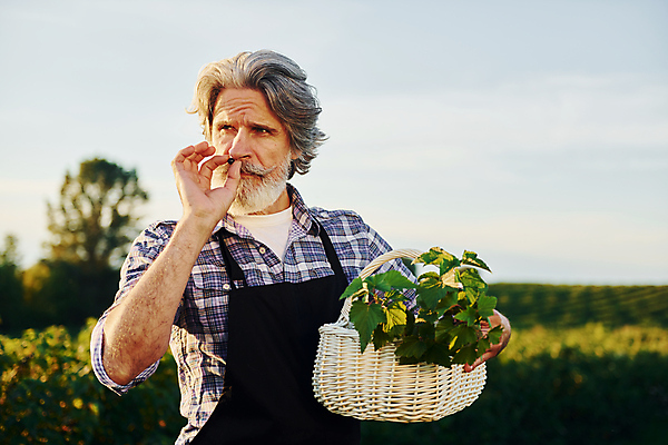 포토 JPG 해외이미지 열매 노년 남자 밭 농업 한명 들기 상반신 앞모습 농경지 바구니 농사 수확 시골 농부 냄새 노인남자한명만 해외202309 해외포토 식물 직업 1 산업 뷰포인트 모션 사람 성인 농장 남자한명만 노인남자만 파일형식