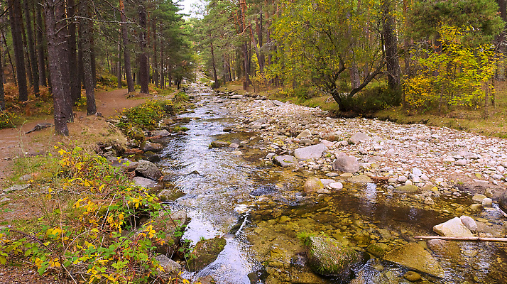 포토 JPG 해외이미지 나무 식물 야생동물 자연 산 국립공원 사람없음 야외 목재 물 강 뷰티 환경 다양 시골 소나무 스페인 숲 환경보전 생태계 생물학 침엽수 서식지 보호구역 생태학 해외202309 해외포토 자연요소 동물 공원 교육 유럽 다수 재료 사회이슈 구역 파일형식