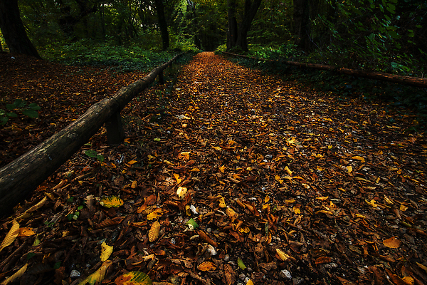 포토 JPG 해외이미지 나무 계절 공원 도로 길 컬러 여행 백그라운드 잎 오렌지 자연 휴식 풍경 사람없음 야외 목재 가로 초록색 컬러풀 노란색 평화 환경 정원 고요 놀람 봄 낭만 가을 전원 황금 숲 신비 장면 내추럴 방법 해외202309 해외포토 식물 공공시설 감정 컨셉 과일 재료 교통시설 표정 전기에너지 생태계 파일형식