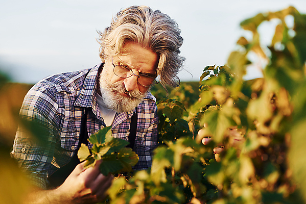 포토 JPG 해외이미지 열매 노년 남자 밭 농업 한명 들기 상반신 앞모습 농경지 농사 시골 농부 노인남자한명만 안경낌 내려보기 해외202309 해외포토 식물 직업 1 산업 안경 뷰포인트 모션 사람 성인 농장 남자한명만 노인남자만 파일형식