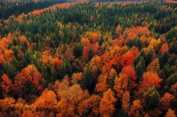 포토 JPG 해외이미지 나무 계절 여행 단풍 잎 오렌지 자연 산 사람없음 야외 빨간색 컬러풀 뷰티 갈색 노란색 환경 나뭇가지 황금 숲 언덕 장면 해외202309 해외포토 식물 컬러 과일 생태계 파일형식