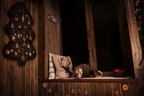 포토 JPG 해외이미지 동물 계절 남자 행복 별 야생동물 백그라운드 컨셉 크리스마스 겨울 포유류 휴가 새해 생물 크리스마스카드 주택 털 종류 사람없음 내부 목재 장식 반려동물 뷰티 산타클로스 평화 방 회색 수확 축하 달콤 무서움 스웨터 니트 복고 냄새 솜털 카피스페이스 해외202309 해외포토 자연요소 나무 기념일 감정 컬러 상의 농업 재료 카드_감사 사람 건물 공백 맛 파일형식