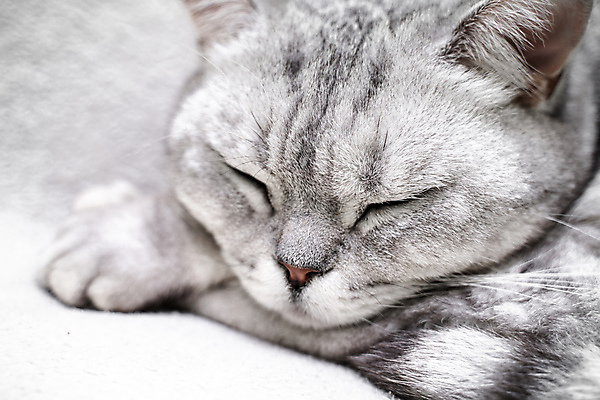 포토 JPG 해외이미지 한마리 근접촬영 사람없음 귀여움 고양이 회색 잠 반려묘 스코티쉬스트레이트 해외포토 1 뷰포인트 컬러 컨셉 포유류 반려동물 파일형식