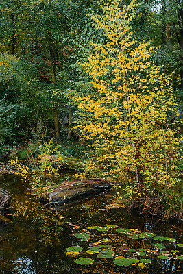 포토 JPG 해외이미지 나무 식물 계절 공원 호수 컬러 백그라운드 단풍 잎 오렌지 자연 그림자 사람없음 야외 빨간색 초록색 물 빛 컬러풀 햇빛 태양 뷰티 반사 노란색 환경 시골 연못 황금 숲 10월 내추럴 해외202309 해외포토 자연요소 공공시설 과일 날짜 생태계 파일형식