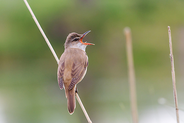포토 JPG 해외이미지 나무 동물 응시 야생동물 어린이 음식 백그라운드 노래 가족 자연 조류 병아리 사랑 사람없음 야외 초록색 뷰티 환경 계란 봄 나뭇가지 아기 신생아 기다림 황무지 닫기 벌레 작음 먹기 깃털 부리 서식지 동영상 내추럴 돌봄 동물상 수유 해외202309 해외포토 식물 시선 계절 감정 음악 컬러 곤충 관계 모션 사람 조형물 알 크기 생태계 파일형식