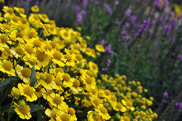 포토 JPG 해외이미지 식물 디자인 계절 꽃잎 꽃 컬러 꽃다발 백그라운드 잎 자연 한국 국화 사람없음 장식 컬러풀 뷰티 노란색 머리 정원 성장 신선 오픈 개화 원예 생물학 내추럴 많음 해외202309 해외포토 교육 아시아 컨셉 취미 신체부위 생태계 파일형식