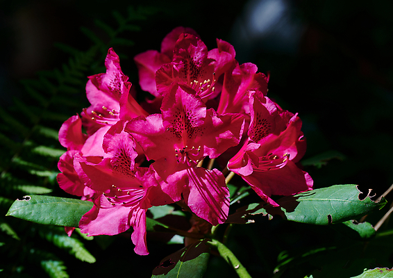 포토 JPG 해외이미지 식물 꽃잎 꽃 분홍색 컬러 백그라운드 잎 꽃무늬 자연 사람없음 야외 빨간색 초록색 컬러풀 뷰티 정원 보라색 봄 들꽃 벚꽃 신선 개화 자주색 진달래 관목 내추럴 엘리먼트 해외202309 해외포토 나무 계절 무늬 생태계 파일형식