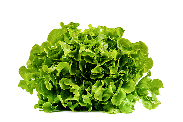 포토 JPG 해외이미지 건강 사람없음 초록색 신선 상추 해외202309 해외포토 컬러 채소 파일형식