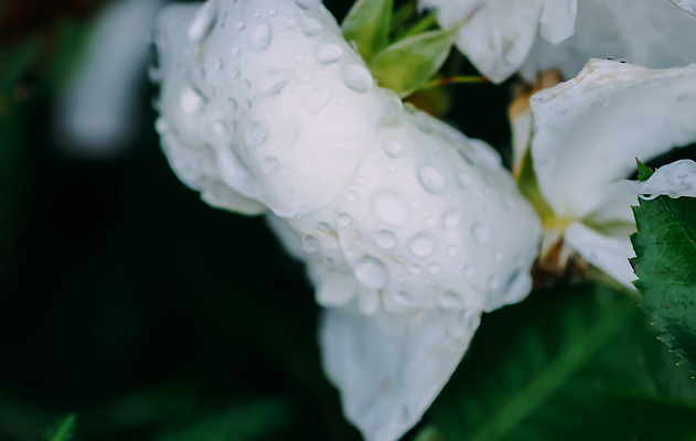 포토 JPG 해외이미지 식물 꽃잎 꽃 분홍색 컬러 꽃다발 결혼 백그라운드 잎 꽃무늬 자연 휴가 발렌타인데이 선물 사랑 사람없음 장식 빨간색 초록색 여름 세트 뷰티 장미 정원 봄 낭만 수확 벚꽃 흰색 물방울 축하 인사 신선 이슬 수집 오브젝트 싱글 내추럴 고립 엘리먼트 스타일 해외202309 해외포토 계절 감정 컨셉 무늬 농업 데이이벤트 이벤트 예절 생태계 파일형식