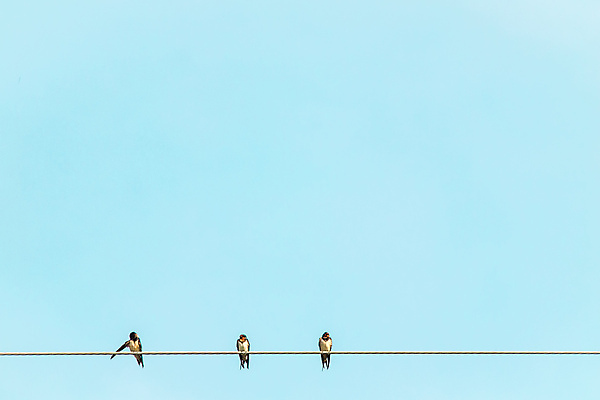 포토 JPG 해외이미지 동물 야생동물 선 백그라운드 자연 조류 하늘 휴식 앉기 사람없음 파란색 환경 검은색 봄 그룹 깃털 철사 제비 내추럴 해외202309 해외포토 계절 컬러 컨셉 모션 생태계 파일형식