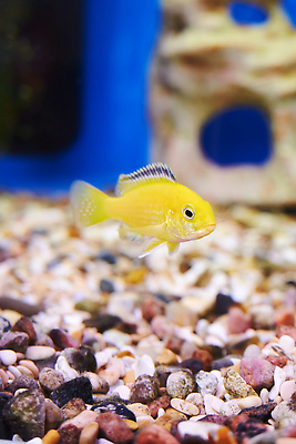 포토 JPG 해외이미지 1 바다 컬러 주택 취미 사람없음 장식 물 반려동물 컬러풀 뷰티 노란색 수중 수영 닫기 작음 아래 싱글 탱크 강렬 해외202309 해외포토 자연요소 동물 모션 건물 수상스포츠 크기 방향 위치 파일형식