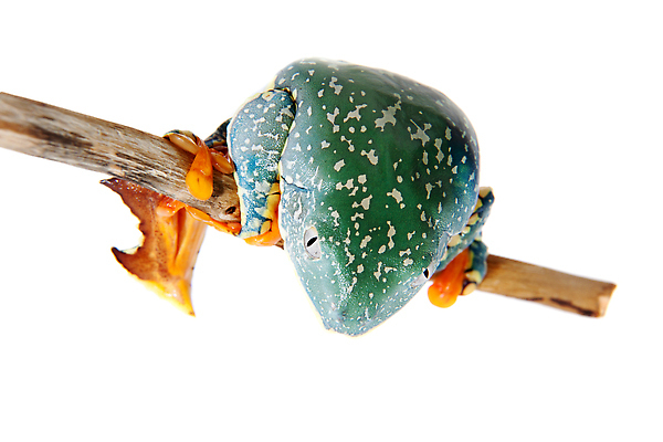 포토 JPG 해외이미지 스튜디오촬영 나무 동물 척추동물 야생동물 백그라운드 잎 생물 실내 종류 개구리 양서류 이끼 사람없음 초록색 노란색 우주 미국 흰색 남아메리카 열대우림 자르기 가득함 흰배경 청개구리 슛 에콰도르 발가락 남쪽 물갈퀴 패드 고립 아마존 터키석 차단 해외202309 해외포토 식물 컬러 북아메리카 모션 발 아메리카 내부 숲 보석 방향 파일형식