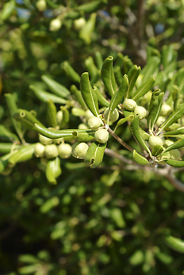 포토 JPG 해외이미지 식물 잎 과일 자연 씨앗 사람없음 야외 초록색 정원 닫기 관목 상록수 해외202309 해외포토 나무 컬러 모션 생태계 파일형식