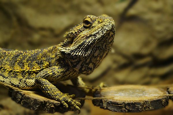 포토 JPG 해외이미지 동물 공원 얼굴 야생동물 포즈 백그라운드 오렌지 파충류 자연 생물 동물원 종류 사람없음 초록색 반려동물 컬러풀 뷰티 머리 용 닫기 라틴아메리카 피부 눈금 도마뱀 육식동물 이구아나 스파이크 이국적 코스타리카 해외202309 해외포토 공공시설 컬러 과일 모션 아메리카 신체부위 중앙아메리카 생태계 파일형식