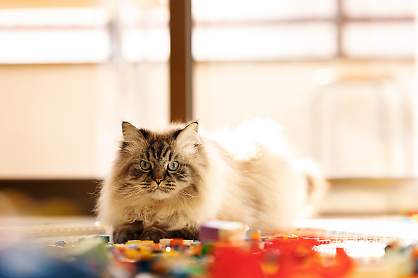 포토 JPG 해외이미지 모양 동물 디자인 교육 백그라운드 컨셉 장난 포유류 놀이 아침 휴식 주택 털 실내 건강 사랑 사람없음 반려동물 컬러풀 장난감 머리 고양이 유치원 기쁨 방 게임 달콤 플라스틱 모피 수집 주말 솜털 순혈 해외202309 해외포토 주간 감정 컬러 재질 내부 건물 신체부위 맛 파일형식