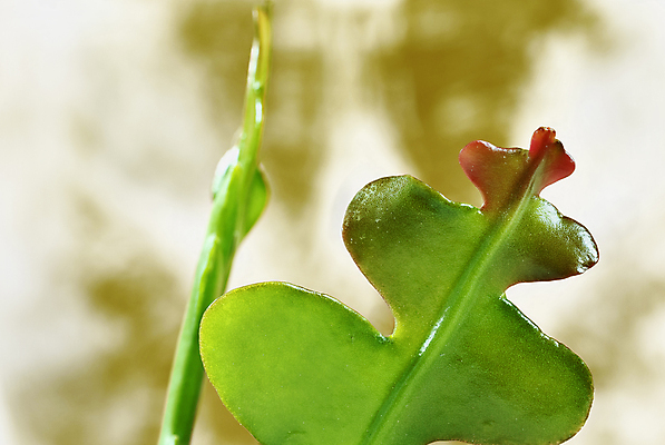 포토 JPG 해외이미지 스튜디오촬영 식물 계절 화초 백그라운드 잎 자연 선인장 실내 사람없음 초록색 닫기 묘사 다육식물 카피스페이스 해외202309 해외포토 컬러 모션 내부 공백 생태계 파일형식