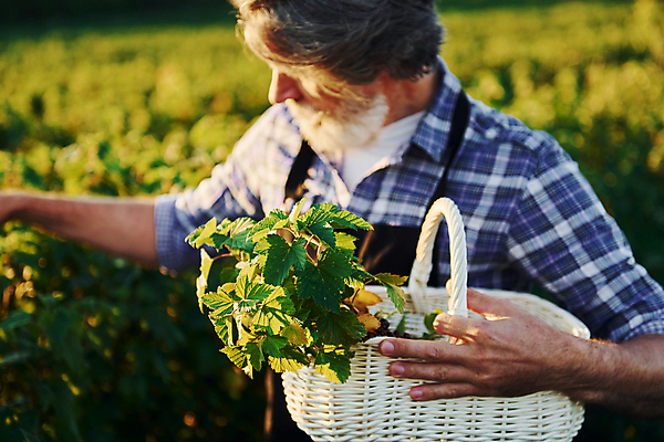 포토 JPG 해외이미지 열매 노년 남자 밭 농업 한명 들기 상반신 앞모습 농경지 바구니 농사 수확 시골 농부 노인남자한명만 해외202309 해외포토 식물 직업 1 산업 뷰포인트 모션 사람 성인 농장 남자한명만 노인남자만 파일형식