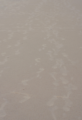 포토 JPG 해외이미지 디자인 모래 바다 여행 백그라운드 패턴 건축양식 자연 추상 휴가 풍경 사람없음 야외 아웃포커스 장식 빨간색 여름 파란색 햇빛 노란색 공백 젖음 거친 액체 발자국 천 단계 양발 열대기후 옛날 카피스페이스 갈색배경 비어있는 해외202309 해외포토 계절 건축 컬러 무늬 자국 촬영기법 태양 갈색 직물 생태계 파일형식