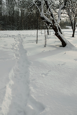 포토 JPG 해외이미지 식물 계절 공원 꽃 줄기 여행 백그라운드 겨울 밭 자연 벽지 날씨 건조 그림자 사람없음 야외 파란색 빛 뷰티 환경 냉동 얼음 추위 흰색 나뭇가지 눈송이 숲 크리스탈 묘사 서리 장면 내추럴 폭설 눈내림 해외202309 해외포토 자연요소 나무 공공시설 컬러 농업 눈_날씨 광석 자연재해 생태계 파일형식