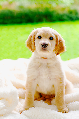 포토 JPG 해외이미지 한마리 응시 반려견 새끼 자연 앉기 사람없음 이불 개 골든리트리버 강아지 해외202309 해외포토 동물 1 시선 포유류 침구 모션 반려동물 리트리버 생태계 파일형식