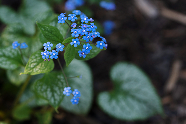 포토 JPG 해외이미지 식물 계절 공원 꽃잎 꽃 잎 꽃무늬 자연 사람없음 야외 환경 정원 봄 성장 벚꽃 신선 개화 닫기 관목 생태계 원예 화단 내추럴 영원 해외202309 해외포토 나무 공공시설 무늬 모션 취미 파일형식