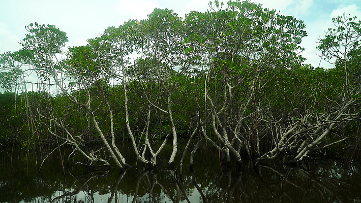 포토 JPG 해외이미지 나무 식물 아시아 여행 잎 자연 사람없음 야외 목재 초록색 물 환경 숲 생태계 내추럴 해외202309 해외포토 자연요소 나라 컬러 재료 파일형식