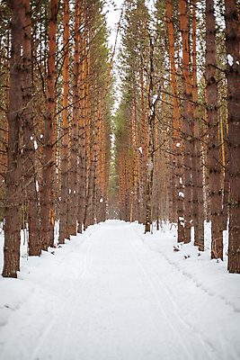 포토 JPG 해외이미지 나무 길 겨울 자연 사람없음 야외 눈 숲 가로수 해외202309 해외포토 자연요소 식물 계절 날씨 생태계 파일형식