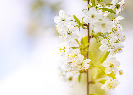 포토 JPG 해외이미지 나무 식물 디자인 계절 꽃잎 꽃 분홍색 컬러 백그라운드 꽃무늬 자연 추상 미술 사람없음 야외 초록색 파란색 뷰티 정원 일본 맑음 봄 수확 벚꽃 흰색 나뭇가지 신선 개화 체리 사과 4월 부드러움 내추럴 고립 블러 워싱턴 해외202309 해외포토 아시아 무늬 농업 과일 날씨 문화예술 미국 감각 날짜 생태계 파일형식
