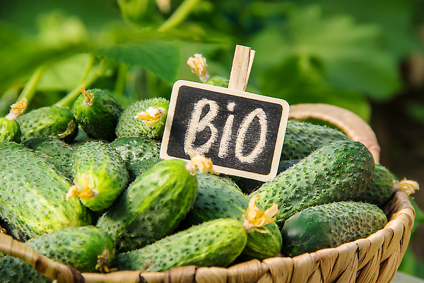 포토 JPG 해외이미지 접시 배너 행복 어린이 음식 백그라운드 밭 농업 다이어트 채소 오이 주택 건강 관리 사랑 사람없음 초록색 뷰티 농장 바구니 정원 수확 시골 신선 맛 작음 시원함 먹기 에코 유기농 시골집 질감 쇼 제비 내추럴 바이오 온실 많음 카피스페이스 해외202309 해외포토 식기 웰빙 감정 산업 컬러 컨셉 모션 조류 사람 건물 환경 공백 크기 파일형식