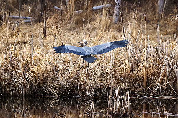 포토 JPG 해외이미지 야생동물 날개 자연 조류 사람없음 야외 파란색 습지 큼 왜가리 깃털 부리 해외202309 해외포토 동물 컬러 크기 생태계 파일형식
