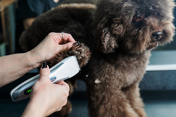 포토 JPG 해외이미지 손 신체부위 뷰티 귀여움 이발 푸들 다듬기 바리깡 해외202309 해외포토 컨셉 모션 사람 개 파일형식