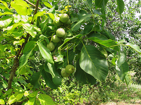 포토 JPG 해외이미지 나무 식물 계절 음식 백그라운드 잎 농업 재료 자연 건강 종류 사람없음 초록색 농장 정원 견과류 수확 성장 껍질 가을 나뭇가지 신선 그룹 닫기 유기농 알맹이 날것 호두 건강식 내추럴 밭일 숙성 채식주의자 비건 해외202309 해외포토 웰빙 산업 컬러 모션 생태계 채식 파일형식