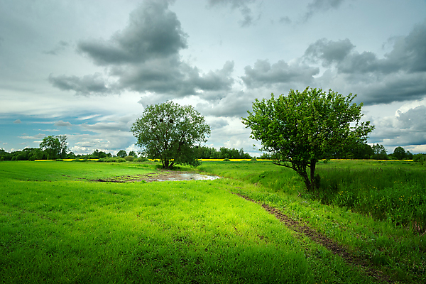 포토 JPG 해외이미지 나무 식물 구름 계절 백그라운드 밭 농업 자연 벽지 하늘 날씨 풍경 사람없음 목재 초록색 여름 햇빛 뷰티 농장 농경지 맑음 화목 봄 회색 성장 전원 시골 신선 낟알 땅 밀 장면 내추럴 밭일 파라다이스 수평선 해외202309 해외포토 자연요소 산업 컬러 컨셉 재료 곡류 태양 전기에너지 생태계 파일형식