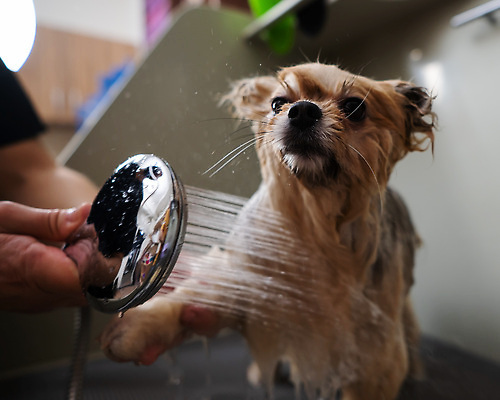 포토 JPG 해외이미지 손 신체부위 뷰티 귀여움 목욕 젖음 이발 샤워기 포메라니안 해외202309 해외포토 컨셉 사람 청결 개 파일형식