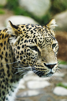 포토 JPG 해외이미지 나무 동물 응시 공원 얼굴 야생동물 패턴 포유류 아프리카 자연 털 동물원 사람없음 야외 노란색 환경 검은색 고양이 흰색 점 황무지 닫기 위험 큼 모피 사파리 피부 속도 육식동물 사냥꾼 치타 표범 힘찬 해외202309 해외포토 식물 직업 시선 공공시설 나라 컬러 컨셉 무늬 모션 신체부위 반려동물 크기 생태계 파일형식