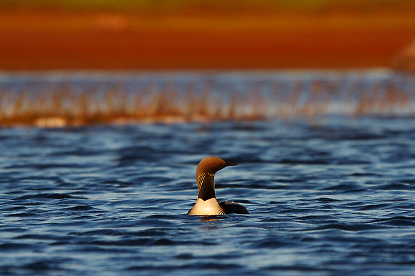 포토 JPG 해외이미지 동물 1 호수 야생동물 여행 캐나다 북아메리카 신체 자연 조류 낚시 흑백 사람없음 야외 초록색 물 갈색 검은색 수영 미국 줄무늬 회색 흰색 물방울 고독 잠수부 북극 부리 태평양 북쪽 물새 창백 동물상 해외202309 해외포토 자연요소 감정 바다 컬러 무늬 레저 촬영기법 아메리카 조형물 수상스포츠 전문직 극지방 방향 생태계 파일형식