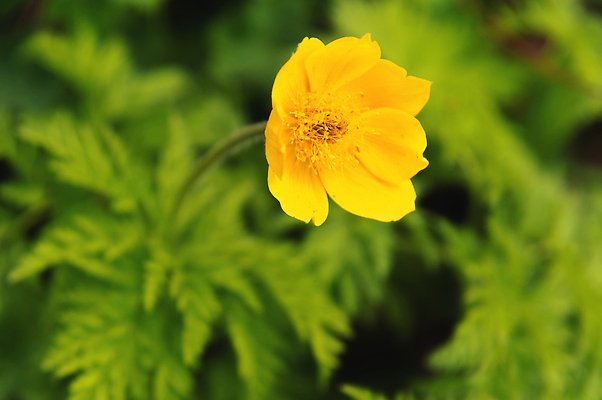 포토 JPG 해외이미지 식물 1 꽃잎 꽃 백그라운드 잎 꽃무늬 자연 산 사람없음 야외 초록색 뷰티 노란색 정원 봄 들꽃 성장 벚꽃 신선 개화 작음 싱글 내추럴 카피스페이스 해외202309 해외포토 계절 컬러 무늬 공백 크기 생태계 파일형식