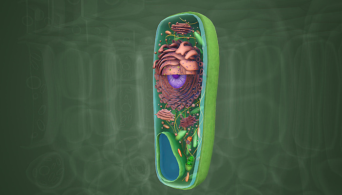 포토 JPG 해외이미지 식물 동물 생물 세포 사람없음 DNA 생물학 미생물 단백질 해외202309 해외포토 교육 생명공학 영양소 파일형식