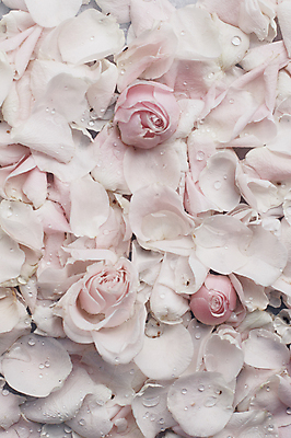 포토 JPG 해외이미지 꽃잎 백그라운드 자연 사람없음 장미 해외202309 해외포토 꽃 생태계 파일형식